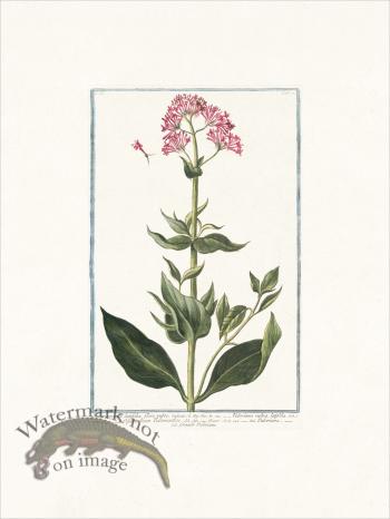 Bonelli 117 Grande Valeriane